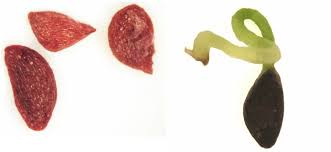 Attēlu rezultāti vaicājumam “Oxycoccus palustris fruit”