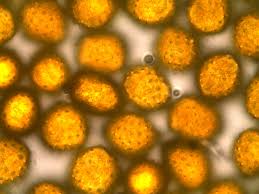 Attēlu rezultāti vaicājumam “Triphragmium ulmariae”