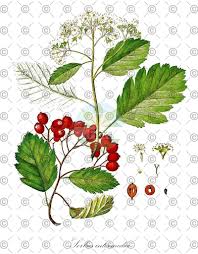 Attēlu rezultāti vaicājumam “Sorbus intermedia fruit”