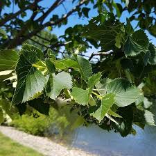 Attēlu rezultāti vaicājumam “Tilia americana”