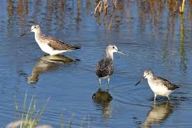 Attēlu rezultāti vaicājumam “Tringa nebularia adult”