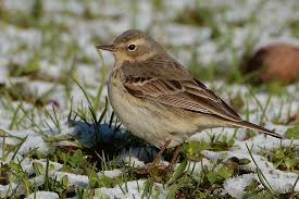 Image result for Anthus spinoletta