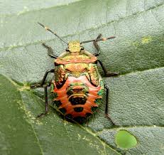 Attēlu rezultāti vaicājumam “Troilus luridus”