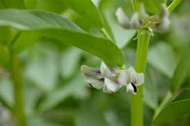 Attēlu rezultāti vaicājumam “Vicia faba flower”