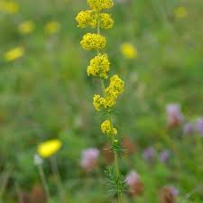 Attēlu rezultāti vaicājumam “Galium verum bud”