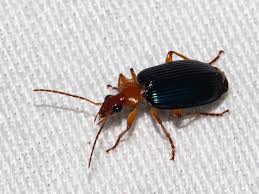 Attēlu rezultāti vaicājumam “Lebia chlorocephala”