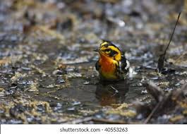 Image result for Dendroica fusca