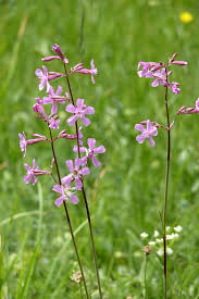 Attēlu rezultāti vaicājumam “Silene viscaria leaf”