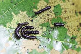 Attēlu rezultāti vaicājumam “Agelastica alni larva”