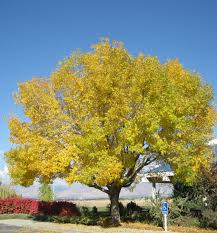 Attēlu rezultāti vaicājumam “Fraxinus pennsylvanica female flower”
