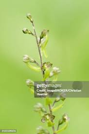 Attēlu rezultāti vaicājumam “Listera ovata flower”