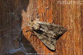 Attēlu rezultāti vaicājumam “Apamea monoglypha”