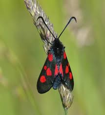 Attēlu rezultāti vaicājumam “Zygaena lonicerae larva”
