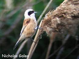 Attēlu rezultāti vaicājumam “Remiz pendulinus adult”