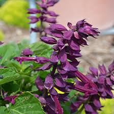 Image result for Salvia splendens