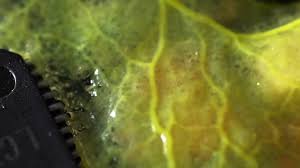 Attēlu rezultāti vaicājumam “Physarum sulphureum macro”