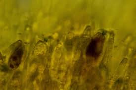 Attēlu rezultāti vaicājumam “Ombrophila violacea spores”