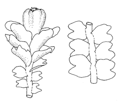 Attēlu rezultāti vaicājumam “Lophozia laxa”