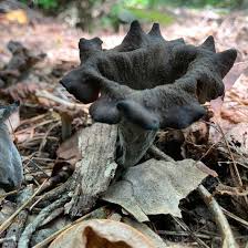 Attēlu rezultāti vaicājumam “Cratarellus cornucopioides”