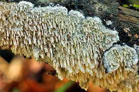 Attēlu rezultāti vaicājumam “Basidioradulum radula”