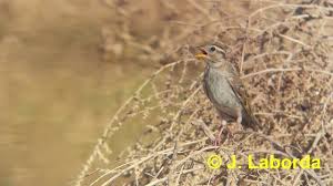 Image result for Petronia petronia