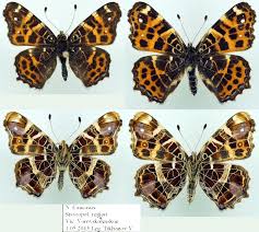 Attēlu rezultāti vaicājumam “Araschnia levana”