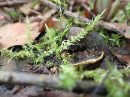 Attēlu rezultāti vaicājumam “Calliergon cordifolium”