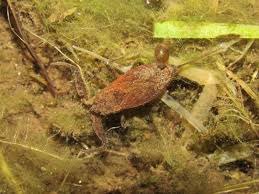 Attēlu rezultāti vaicājumam “Nepa cinerea”