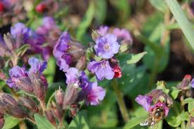Attēlu rezultāti vaicājumam “Pulmonaria angustifolia leaf”