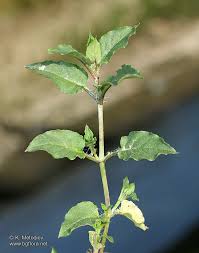 Attēlu rezultāti vaicājumam “Myosoton aquaticum”