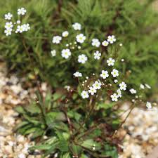 Attēlu rezultāti vaicājumam “Androsace septentrionalis”