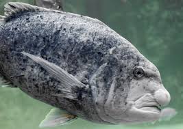 Image result for Cymatoceps nasutus