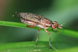 Attēlu rezultāti vaicājumam “Sciomyzidae”