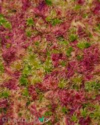 Attēlu rezultāti vaicājumam “Sphagnum rubellum”