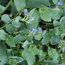 Attēlu rezultāti vaicājumam “Anthyllis maritima bud”