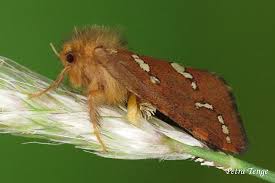 Attēlu rezultāti vaicājumam “Hepialidae”