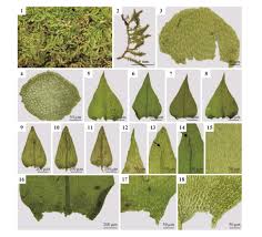 Attēlu rezultāti vaicājumam “Eurhynchiastrum pulchellum”