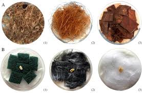 Attēlu rezultāti vaicājumam “Perichaena depressa spores”