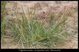 Attēlu rezultāti vaicājumam “Triglochin maritimum”