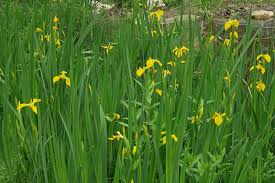 Attēlu rezultāti vaicājumam “Iris pseudacorus leaf”