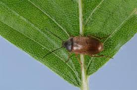 Attēlu rezultāti vaicājumam “Isomira murina”