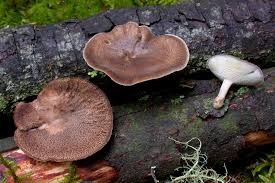 Attēlu rezultāti vaicājumam “Polyporus ciliatus”
