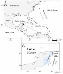 Attēlu rezultāti vaicājumam “Licea pusilla young”