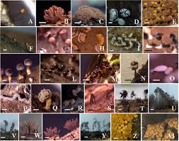 Attēlu rezultāti vaicājumam “Tubifera montana”