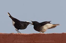 Image result for Oenanthe leucopyga