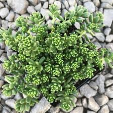 Attēlu rezultāti vaicājumam “Sedum album bud”