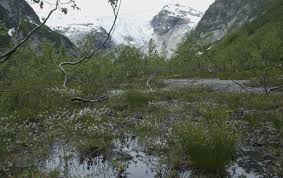 Attēlu rezultāti vaicājumam “Eleocharis quinqueflora”
