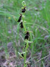 Attēlu rezultāti vaicājumam “Ophrys insectifera leaf”
