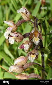 Attēlu rezultāti vaicājumam “Epipactis palustris leaf”
