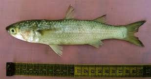 Image result for Mugil liza